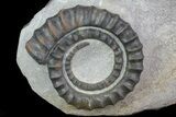 Multiple Devonian Anetoceras Ammonites - Morocco #67731-3